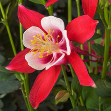 Load image into Gallery viewer, 25 Crimson Star Columbine Flower Seeds