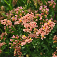 Load image into Gallery viewer, 50 Apricot Statice Flower Seeds