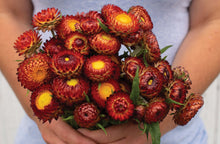 Load image into Gallery viewer, 200 Copper Red Strawflower Flower Seeds