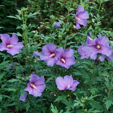Load image into Gallery viewer, 25 Purple Rose of Sharon Hibiscus Flowering Shrub Seeds