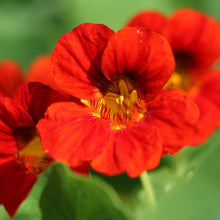 Load image into Gallery viewer, 50 Empress of India Nasturtium Flower Seeds