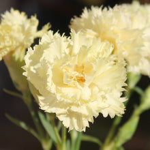 Load image into Gallery viewer, 100 Marie Chabaud Yellow French Carnation Seeds