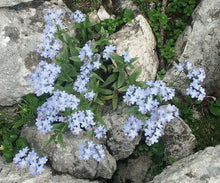Load image into Gallery viewer, 500+ Blue Forget Me Not Flower Seeds