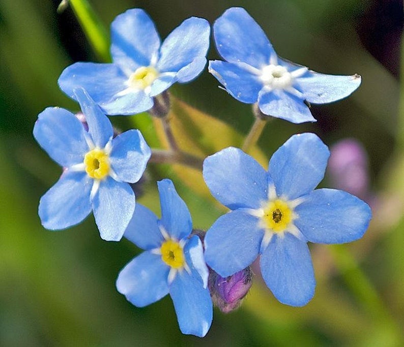 Forget Me Not Seeds - Bright Blue Flowers - bin254 – Zellajake Farm and  Garden