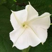 Load image into Gallery viewer, 25 Moonflower Morning Glory Flower Seeds