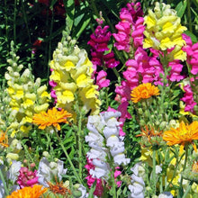 Load image into Gallery viewer, 1000+ Heirloom Snapdragon Flower Seeds