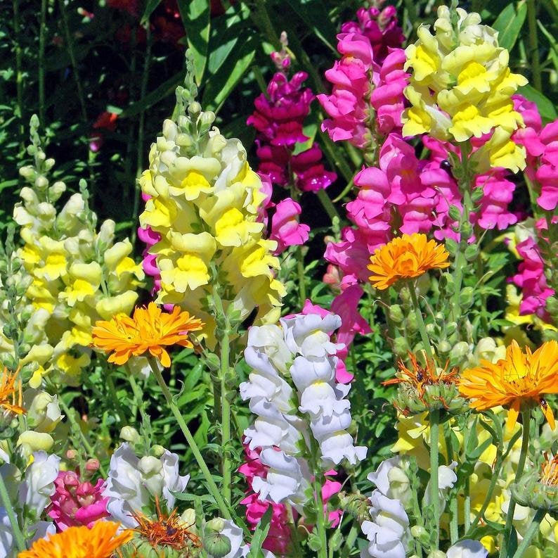 snapdragon flower seeds serie de soneto f1-1000 semillas 1000+ Heirloom Snapdragon Flower Seeds