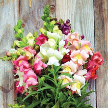 Load image into Gallery viewer, 1000+ Heirloom Snapdragon Flower Seeds