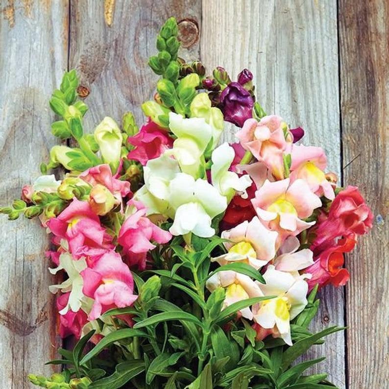 snapdragon flower seeds series f1-1000 seeds 1000+ Heirloom Snapdragon Flower Seeds