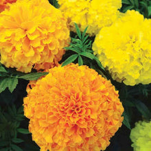 Load image into Gallery viewer, 300 African Marigold Flower Seeds
