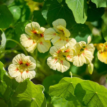 Load image into Gallery viewer, 25 "Peach Melba" Nasturtium Flower Seeds
