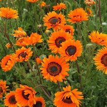 Load image into Gallery viewer, 100 Orange Venidium Flower Seeds