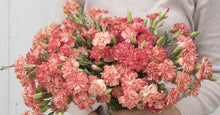 Load image into Gallery viewer, 100 Orange Sherbet French Carnation Flower Seeds