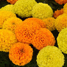 Load image into Gallery viewer, 300 African Marigold Flower Seeds