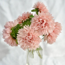 Load image into Gallery viewer, 100 Duchess Peony Apricot Aster Flower Seeds