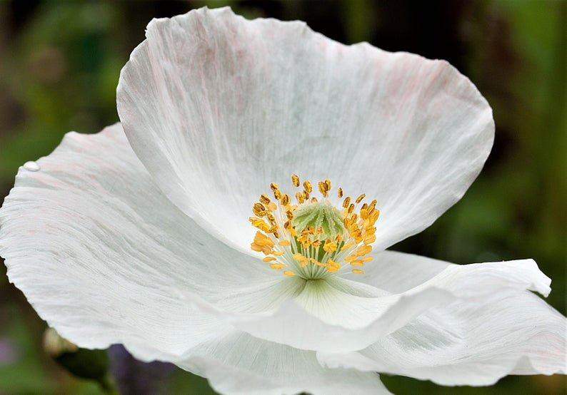 bulk poppy flower seeds Bulk Pack Shirley Poppy Mixed Color Flower Seeds