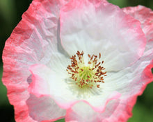 Load image into Gallery viewer, 3000+ Shirley Poppy Flower Seeds