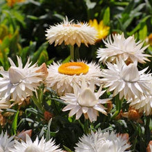 Load image into Gallery viewer, 200 "Vintage" White Strawflower Flower Seeds