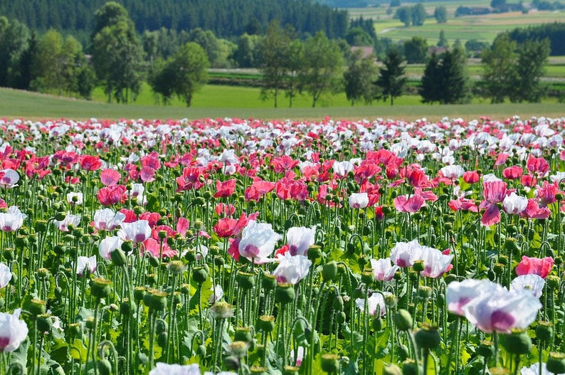 planting shirley poppy seeds 3000+ Shirley Poppy Flower Seeds – New Hill Farms