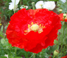 Load image into Gallery viewer, 3000+ Shirley Poppy Flower Seeds