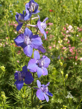 Load image into Gallery viewer, 200 Rocket Larkspur Mixed Color Flower Seeds