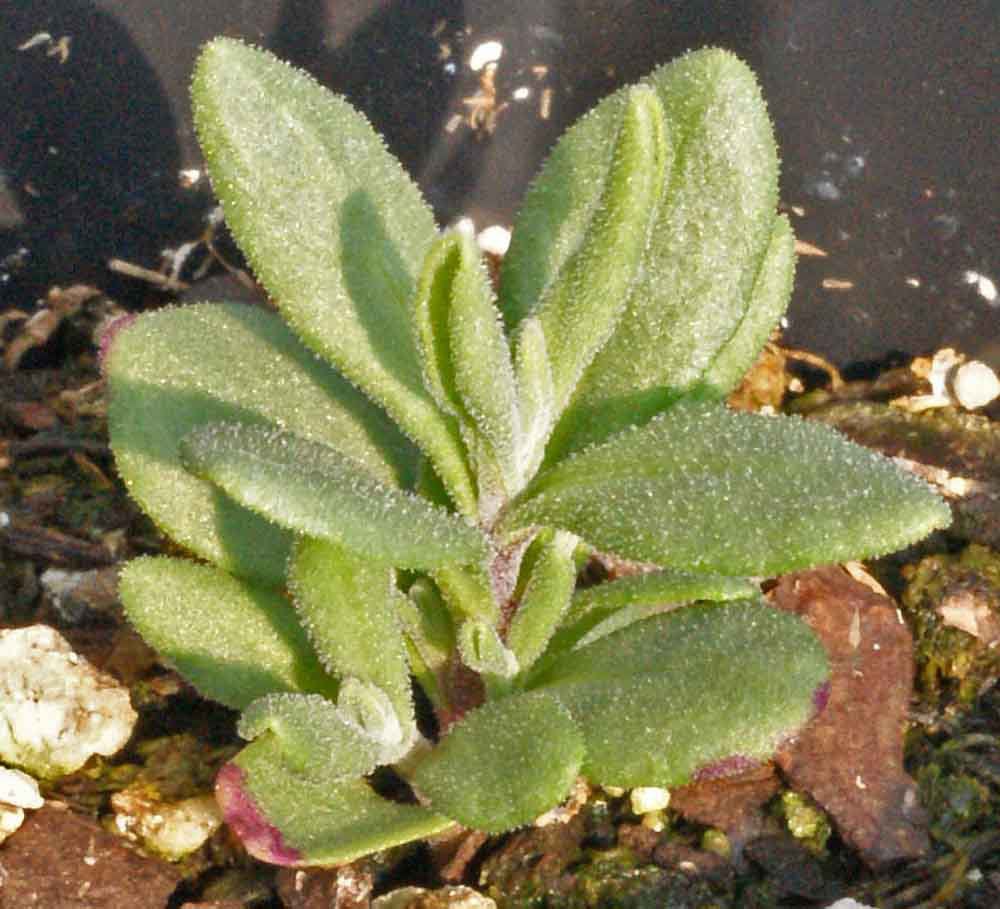 true lavender from seed 200 True English Lavender Seeds