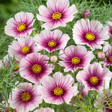 Load image into Gallery viewer, 300 Daydream Blush Cosmos Flower Seeds