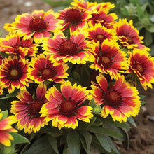 Load image into Gallery viewer, 100 "Arizona Sun" Gaillardia Flower Seeds
