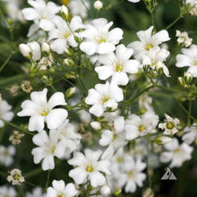 Load image into Gallery viewer, 1000 White Annual Baby's Breath Flower Seeds