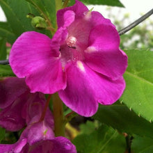 Load image into Gallery viewer, 100 Camilia Balsam Flower Seeds