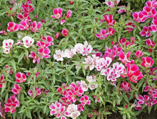 Load image into Gallery viewer, 300 "Farewell to Spring" Clarkia Flower Seeds