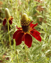 Load image into Gallery viewer, 100 Dwarf Red Coneflower Seeds