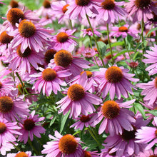 Load image into Gallery viewer, 300 Purple Coneflower Seeds