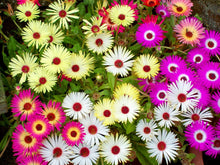 Load image into Gallery viewer, 500+ Ice Plant Mixed Color Flower Seeds