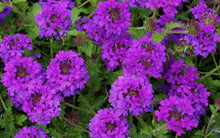 Load image into Gallery viewer, 500+ Purple Moss Verbena Flower Seeds