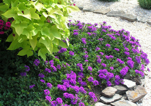500+ Purple Moss Verbena Flower Seeds