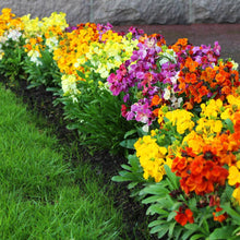 Load image into Gallery viewer, 300 English Wallflower Seeds