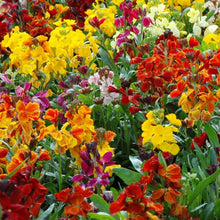 Load image into Gallery viewer, 300 English Wallflower Seeds