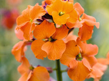 Load image into Gallery viewer, 300 English Wallflower Seeds
