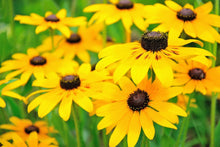 Load image into Gallery viewer, 3000+ Black Eyed Susan Rudbeckia Flower Seeds
