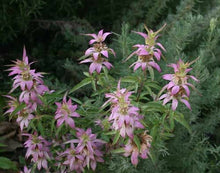 Load image into Gallery viewer, 100 Spotted Bee Balm Flower Seeds