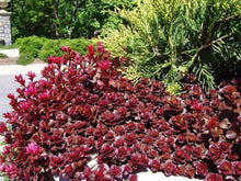 Load image into Gallery viewer, 100 Red Dragon's Blood Sedum Succulent Seeds