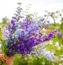 Load image into Gallery viewer, 200 Rocket Larkspur Mixed Color Flower Seeds