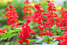Load image into Gallery viewer, 400 Scarlet Sage / Scarlet Salvia Flower Seeds