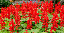 Load image into Gallery viewer, 400 Scarlet Sage / Scarlet Salvia Flower Seeds
