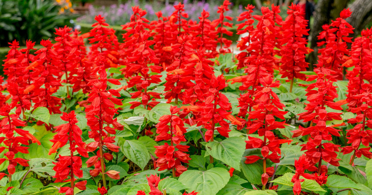 sage flower seeds 400 Scarlet Sage / Scarlet Salvia Flower Seeds