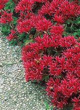 Load image into Gallery viewer, 50 Summer Glory Sedum Succulent Seeds