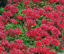 Load image into Gallery viewer, 50 Summer Glory Sedum Succulent Seeds