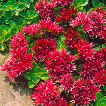 Load image into Gallery viewer, 50 Summer Glory Sedum Succulent Seeds