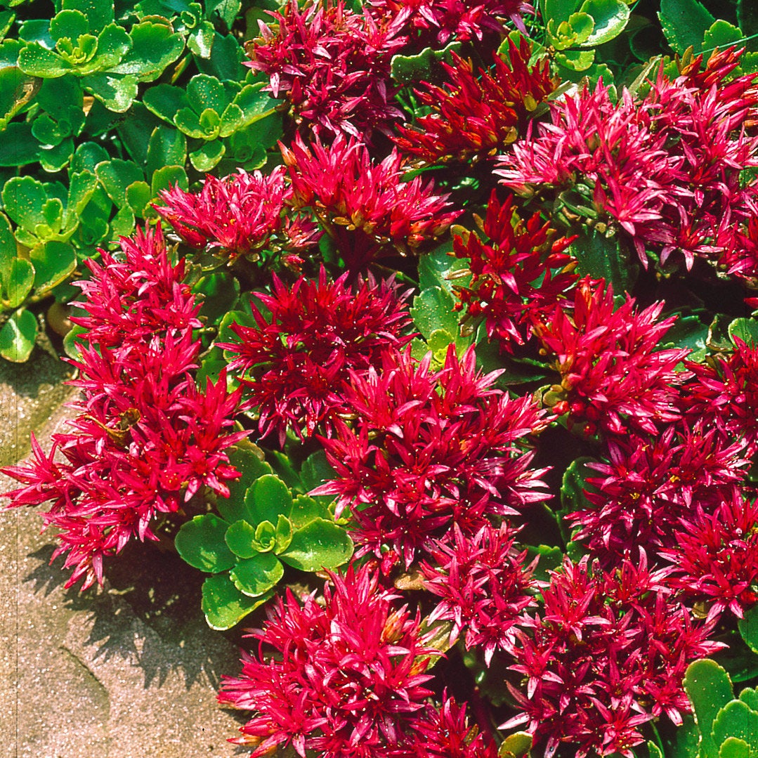 succulent ground cover seeds 50 Summer Glory Sedum Succulent Seeds – New Hill Farms